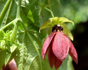 Ulat Kambal (Abroma augusta)