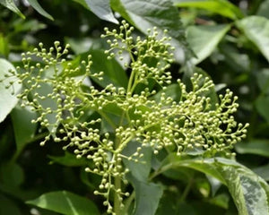 Agnimantha (Premna integrifolia)