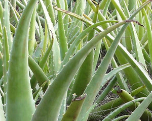Kanyasara (Aloe barbadensis)