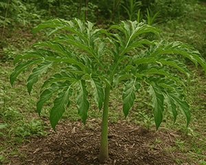 Jamikand (Amorphophallus campanulatus)