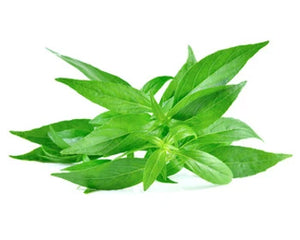 Kalmegh (Andrographis paniculata)