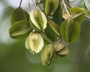 Arjun (Terminalia arjuna)