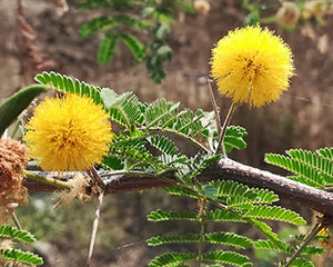 Babool (Acacia arabica)