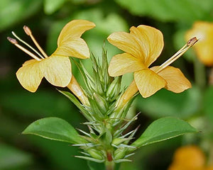 Sahachara (Barleria prionitis)