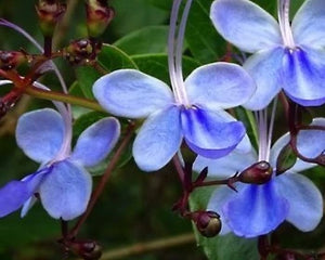 Bharangi (Clerodendrum serratum)