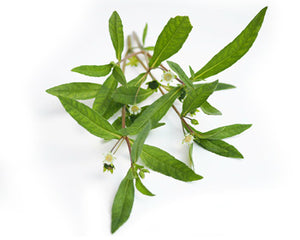 Bhringraj (Eclipta alba)