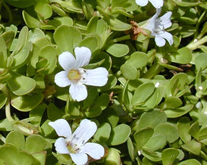 Brahmi (Bacopa monnieri)