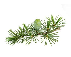 Dev Daru (Cedrus deodara)