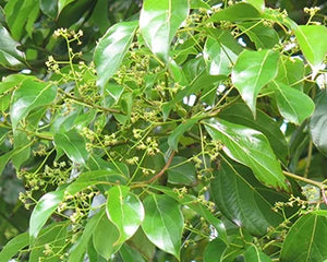 Kapoor (Cinnamomum camphora)