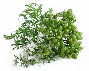 Dhanyaka (Coriandrum sativum)