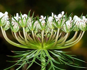 Gajar (Daucus carota)