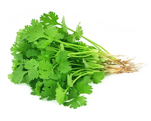 Dhanayak (Coriandrum sativum)