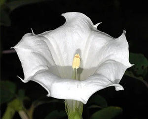 Dhatura (Datura metel)