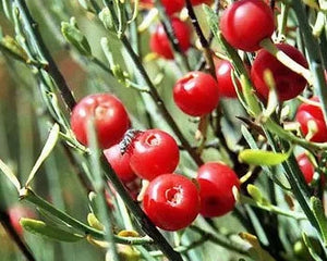 Somavali (Ephedra vulgaris)