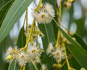 Nilgiri Oil (Eucalyptus globulus)
