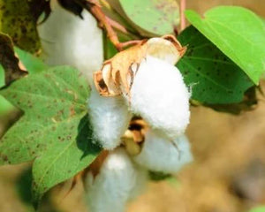 Karpasa (Gossypium herbaceum)