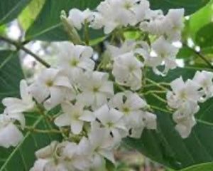 Indrajav (Holarrhena antidysenterica)