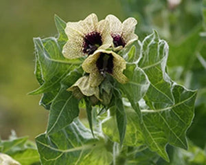 Parsika Yavani (Hyoscyamus niger)