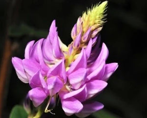 Nili (Indigofera tinctoria)