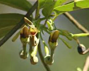 Ishvari (Aristolochia indica)