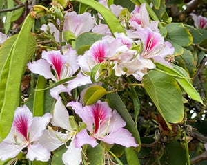 Khadir (Acacia catechu)