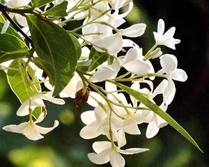 Kutaj (Holarrhena antidysenterica)