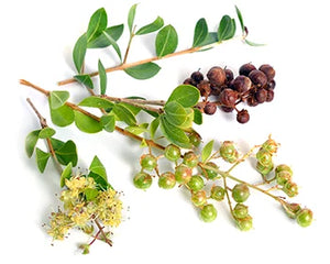 Henna (Lawsonia inermis)