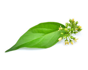 Madhunashini (Gymnema sylvestre)