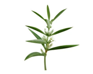 Mamejava (Enicostemma littorale)