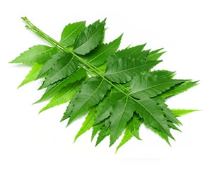 Neem (Azadirachta indica)