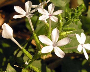 Citraka (Plumbago zeylanica)
