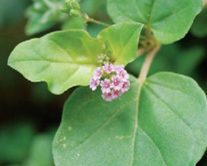 Punarnava (Boerhaavia diffusa)
