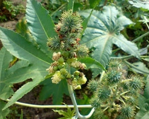 Erand (Ricinus communis)