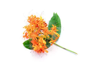 Ashoka (Saraca indica)