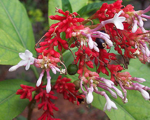 Sarpagandha (Rauwolfia serpentina)