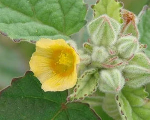 Bala (Sida cordifolia)