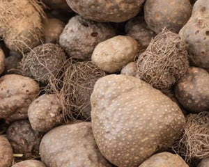 Varahikand (Dioscorea bulbifera)