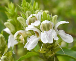 Vasa (Adhatoda vasica)