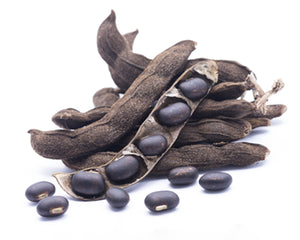 Shudha Kapikacchu (Mucuna pruriens)